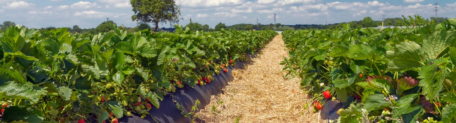 strawberry horizontal background 2